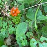 Arum cylindraceum Hoja