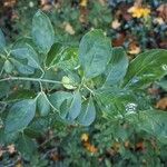 Euonymus europaeusЛисток