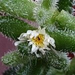 Delosperma echinatum 花