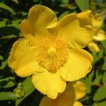 Hypericum × hidcoteense ফুল