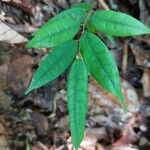 Baphia pubescens Φύλλο