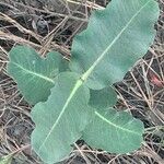 Asclepias amplexicaulis Leaf