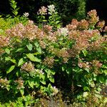 Hydrangea paniculata Habit