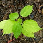 Bagassa guianensis Leaf