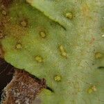 Grammitis villosissima Лист