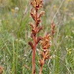 Orobanche gracilis Hábito