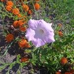 Ipomoea lindheimeriFlower