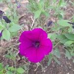 Petunia integrifolia Кветка