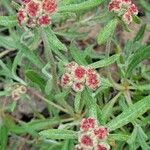 Eriogonum heracleoides Květ