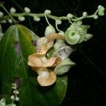 Cochliasanthus caracalla ফুল