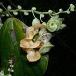 Cochliasanthus caracalla Flower