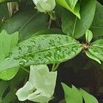 Lonicera acuminata Flower