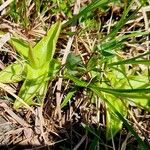 Pinguicula alpina Folha