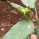 Sclerocroton cornutus Φρούτο