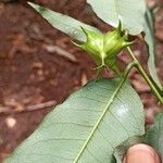 Sclerocroton cornutus Fruit