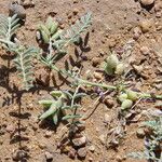 Astragalus vogelii Liść