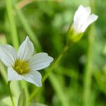 Linum catharticum 花