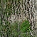 Quercus robur Bark