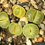 Lithops spp. 整株植物