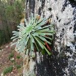 Saxifraga longifolia Leaf