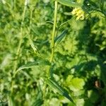 Camelina sativa Folha