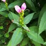 Chelone glabra Цветок