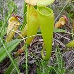 Nepenthes madagascariensis autre