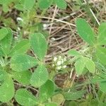 Trifolium scabrum Lorea
