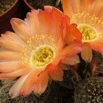 Echinopsis densispinaFloro