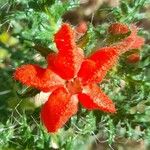 Caiophora chuquitensis फूल