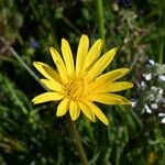 Gelasia hirsuta Flower