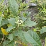 Solanum umbellatum Leaf