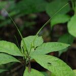 Dorstenia psilurus Folha