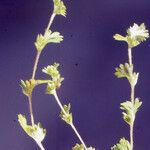 Alchemilla australis عادت