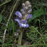 Orobanche nana Кветка