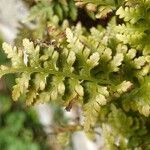 Asplenium adiantum-nigrum 葉