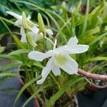 Dendrobium officinale Цветок