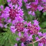 Thymus praecox 花