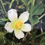 Lagenaria sphaerica Blüte