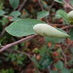 Cotoneaster nebrodensis Blad