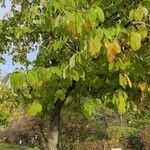 Halesia carolina Celota