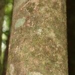 Maquira guianensis Bark