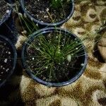 Isolepis cernua Yaprak