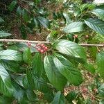 Frangula caroliniana Leaf