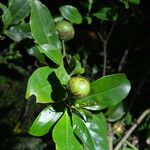 Bourreria costaricensis Plod