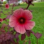 Hibiscus acetosella 花