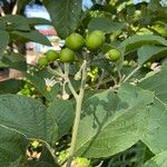 Solanum hazenii Fruit