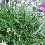 Armeria maritima List