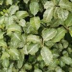 Pittosporum tenuifoliumList