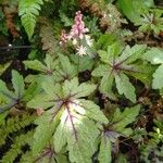 Tiarella cordifolia 葉